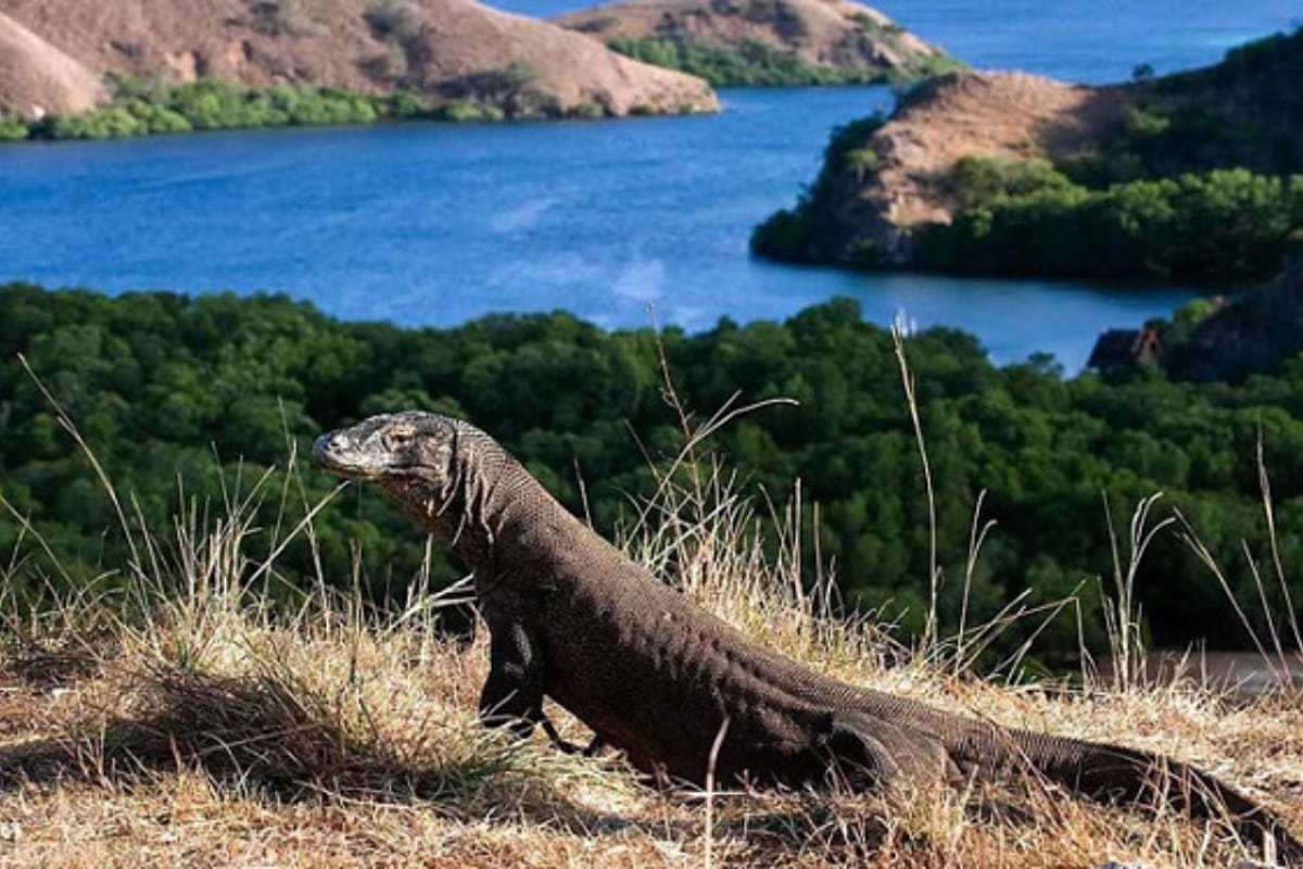 12. Komodo Islands Indonesia