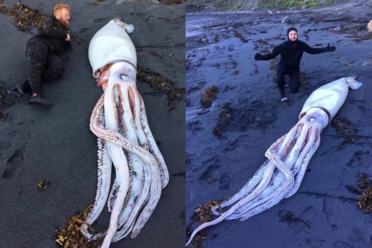 3. Kraken