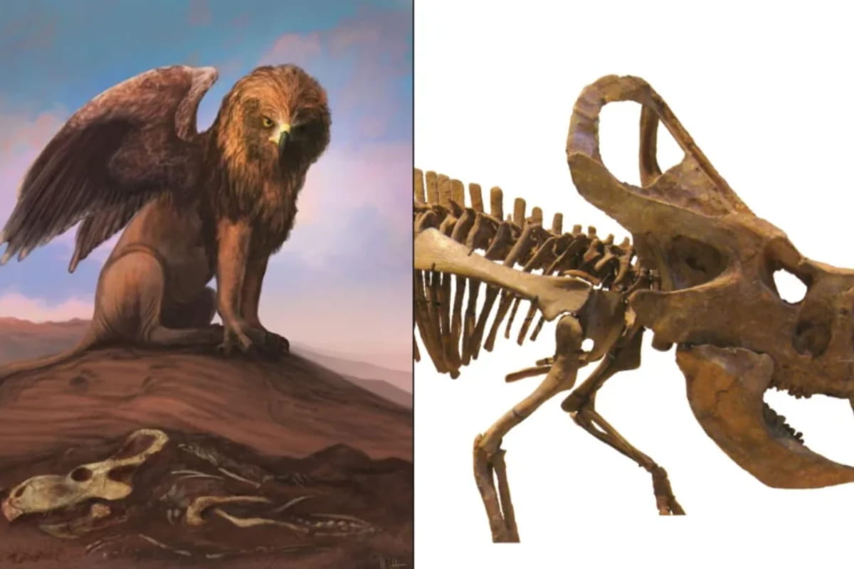 4. Griffon