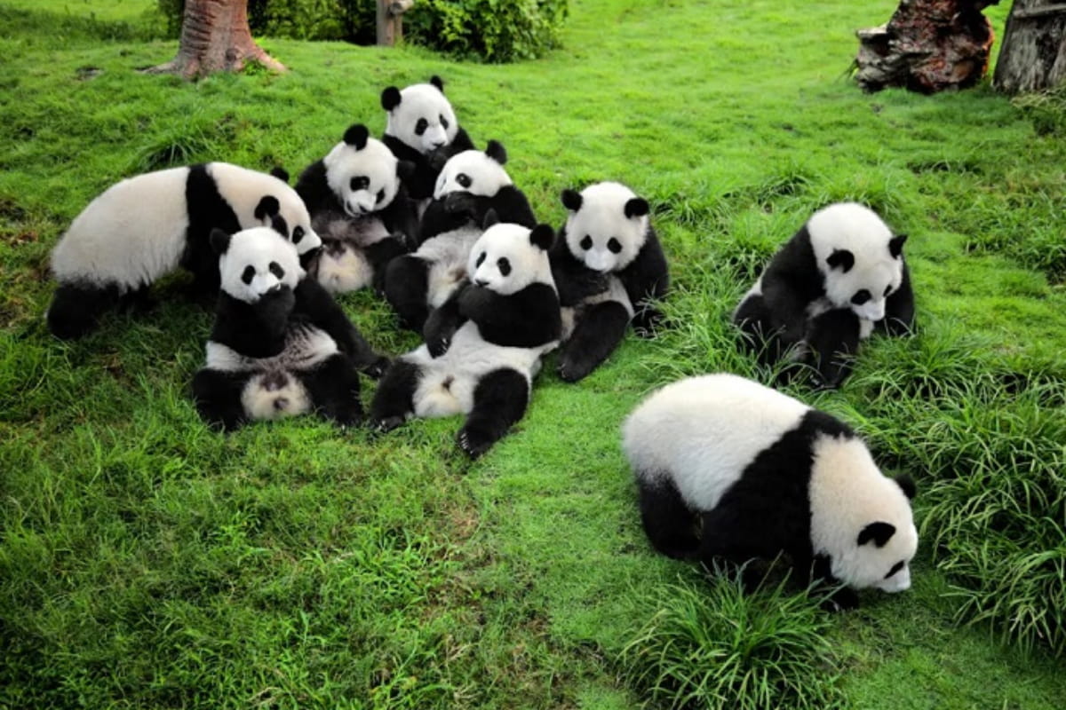 6. Chengdu Panda Base Sichuan Province
