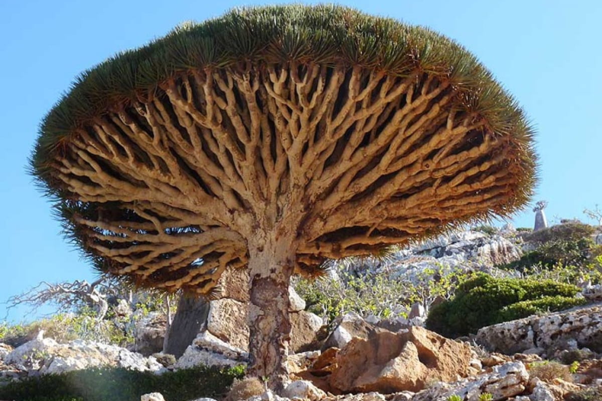 9. Socotra Island – Yemen