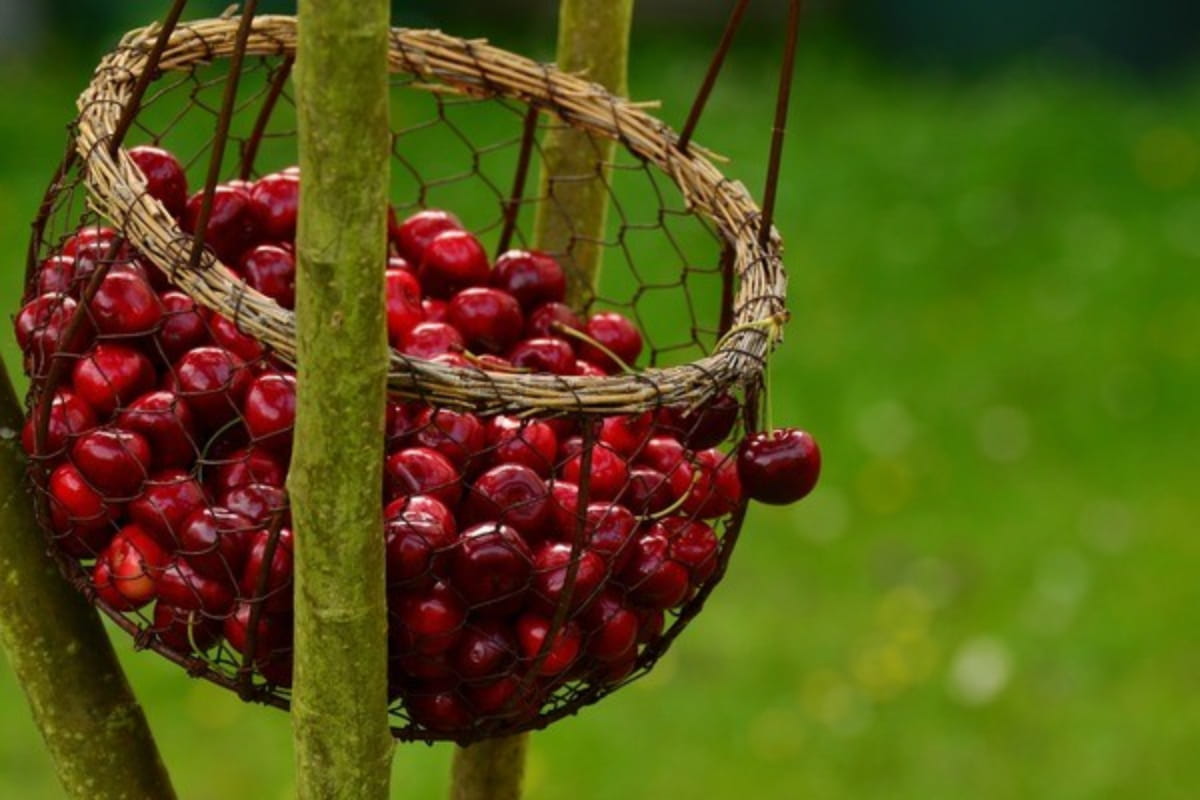9. Tart Cherries